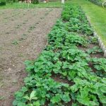 Hogyan kerüljenek a megfelelő növények egy ágyásba: apró trükkök a nagy termés érdekében hogyan-keruljenek-a-megfelelo-novenyek-egy-agyasba-apro-trukkok-a.jpg