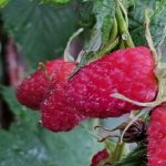 Hogyan kötözzük a málnát: egyszerű módja a bogyós gyümölcsök termésének megduplázásának hogyan-kotozzuk-a-malnat-egyszeru-modja-a-bogyos-gyumolcsok-termesenek.jpg