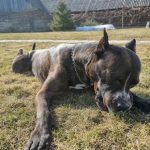 Hogyan vezessünk be egy régi háziállatot egy új kiskutyának: lépésről lépésre a békés elfogadás stratégiája hogyan-vezessunk-be-egy-regi-haziallatot-egy-uj-kiskutyanak-lepesrol.jpg