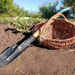 Mi történik, ha abbahagyod az ágyások ásását: az ásóról való lemondás váratlan következménye mi-tortenik-ha-abbahagyod-az-agyasok-asasat-az-asorol-valo.jpg