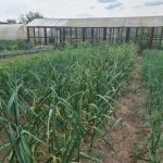 Mi történik, ha soha nem füvezel: egy paradox kísérlet váratlan végkifejlettel mi-tortenik-ha-soha-nem-fuvezel-egy-paradox-kiserlet-varatlan.jpg