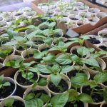 Miért árthat a tej a palántáknak: egy népszerű mítosz és a talajra gyakorolt következmények miert-arthat-a-tej-a-palantaknak-egy-nepszeru-mitosz-es.jpg