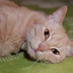 Miért dörzsöli a macska a lábát: a háziállat rejtett üzeneteinek megfejtése miert-dorzsoli-a-macska-a-labat-a-haziallat-rejtett-uzeneteinek.jpg