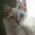 Miért ébreszt fel a macskád éjszaka: 5 rejtett ok és megoldásuk miert-ebreszt-fel-a-macskad-ejszaka-5-rejtett-ok-es.jpg