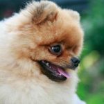 Miért hempereg a kutyád lefekvés előtt: ősi háziállat rituálék miert-hempereg-a-kutyad-lefekves-elott-osi-haziallat-ritualek.jpg