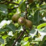 Miért kell évente kétszer megmetszeni a gyümölcsfákat: egy egyszerű eljárás rejtett jelentése miert-kell-evente-ketszer-megmetszeni-a-gyumolcsfakat-egy-egyszeru-eljaras.jpg