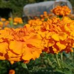 Miért lett a bársony az eperágy legjobb barátja: a szerény virág rejtett előnyei miert-lett-a-barsony-az-eperagy-legjobb-baratja-a-szereny.jpg