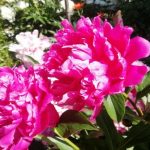 Miért nem virágzik dúsan a bazsarózsa: a napi kétszeri etetés titka, amelyről a szomszédok hallgatnak miert-nem-viragzik-dusan-a-bazsarozsa-a-napi-ketszeri-etetes.jpg