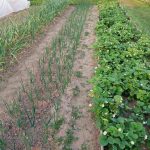 Miért tesz csodát a közönséges hamu az ágyásokban: a titok, amiről a tapasztalt kertészek hallgatnak miert-tesz-csodat-a-kozonseges-hamu-az-agyasokban-a-titok.jpg