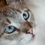 Milyen szárazeledelek veszélyesek a macskádra: rejtett veszélyek, amelyekről a csomagolás nem árul el semmit milyen-szarazeledelek-veszelyesek-a-macskadra-rejtett-veszelyek-amelyekrol-a-csomagolas.jpg